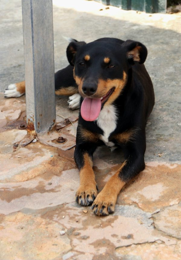 Bina-2