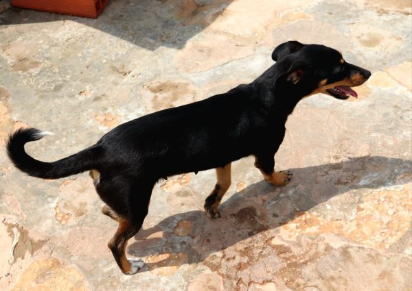 Bina-5