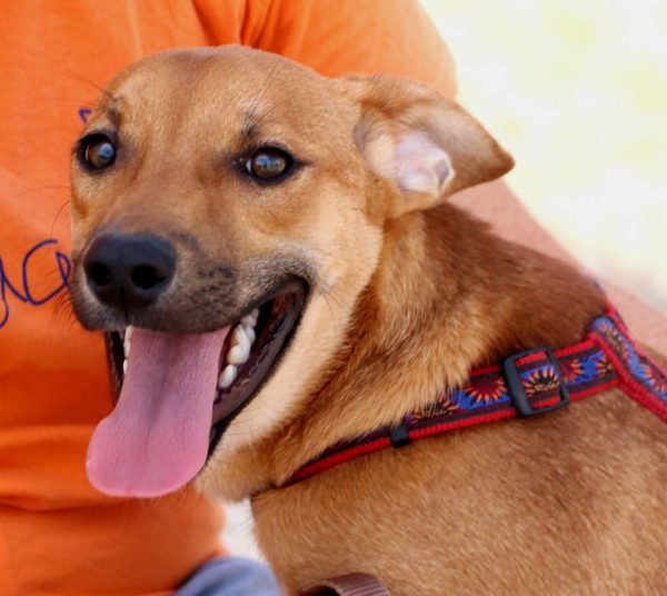 FB_IMG_1752057386063 Calimero. Sponsor: Stichting Dawn Tail Dusk