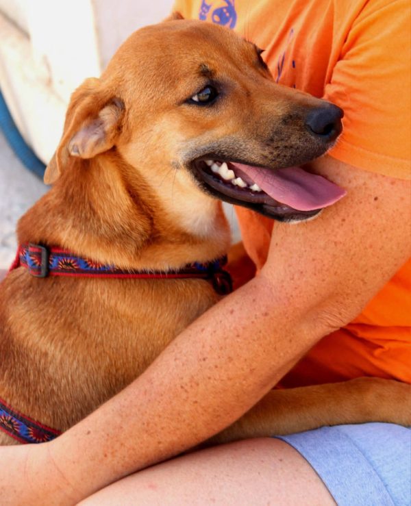 FB_IMG_1752057389502 Calimero. Sponsor: Stichting Dawn Tail Dusk