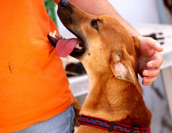 FB_IMG_1752057393068 Calimero. Sponsor: Stichting Dawn Tail Dusk