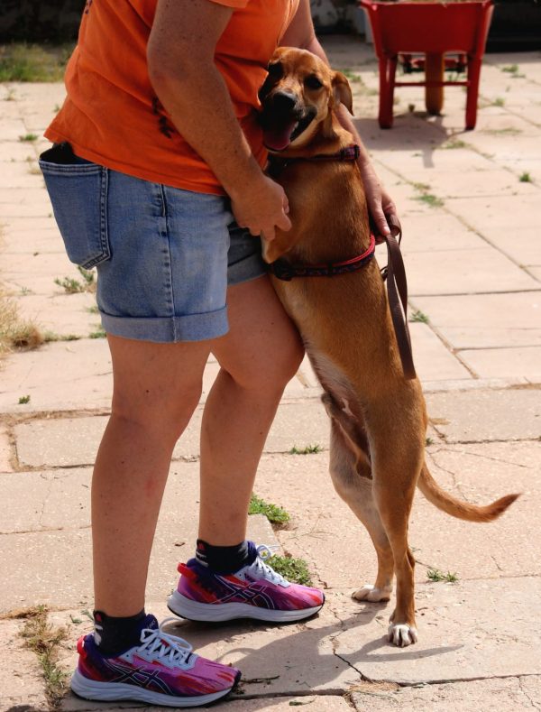 FB_IMG_1752057400144 Calimero. Sponsor: Stichting Dawn Tail Dusk