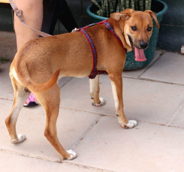 FB_IMG_1752057403424 Calimero. Sponsor: Stichting Dawn Tail Dusk