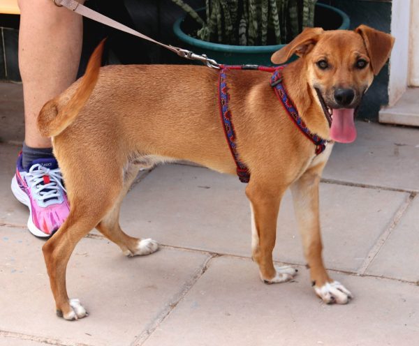 FB_IMG_1752057408942 Calimero. Sponsor: Stichting Dawn Tail Dusk