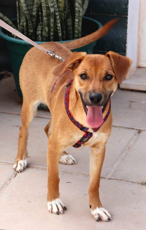 FB_IMG_1752057411868 Calimero. Sponsor: Stichting Dawn Tail Dusk