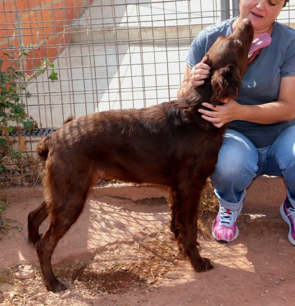 Estrela-4