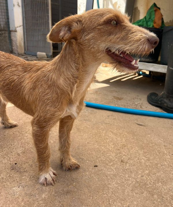 Helio-4 Helio. Sponsor: Buddy & Pit