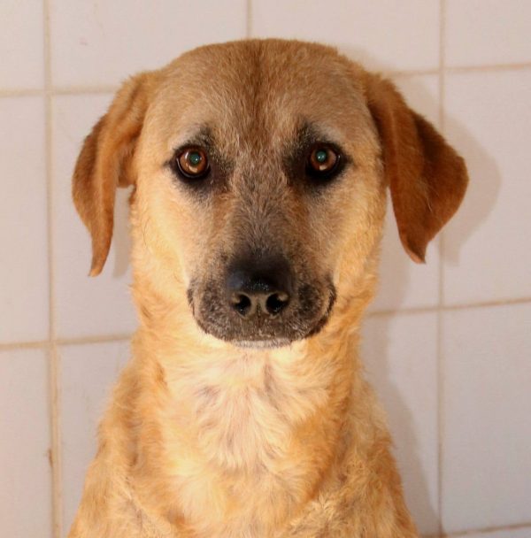 Jara