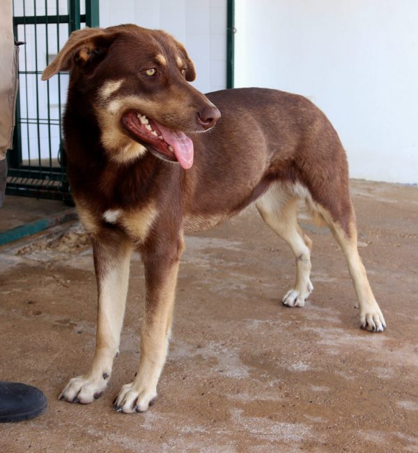 Marea-6