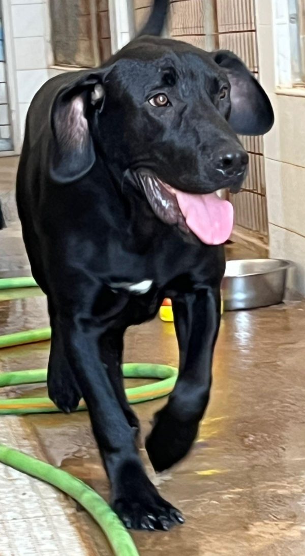 Medronho-1 Medronho. Sponsor: Rex