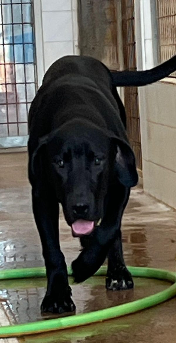 Medronho-4 Medronho. Sponsor: Rex