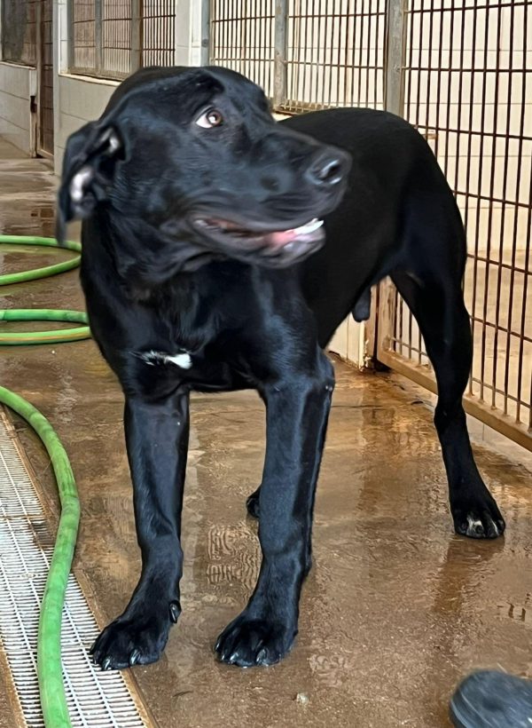 Medronho-5 Medronho. Sponsor: Rex