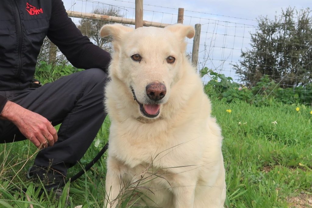 Senior hond zoekt baasje.