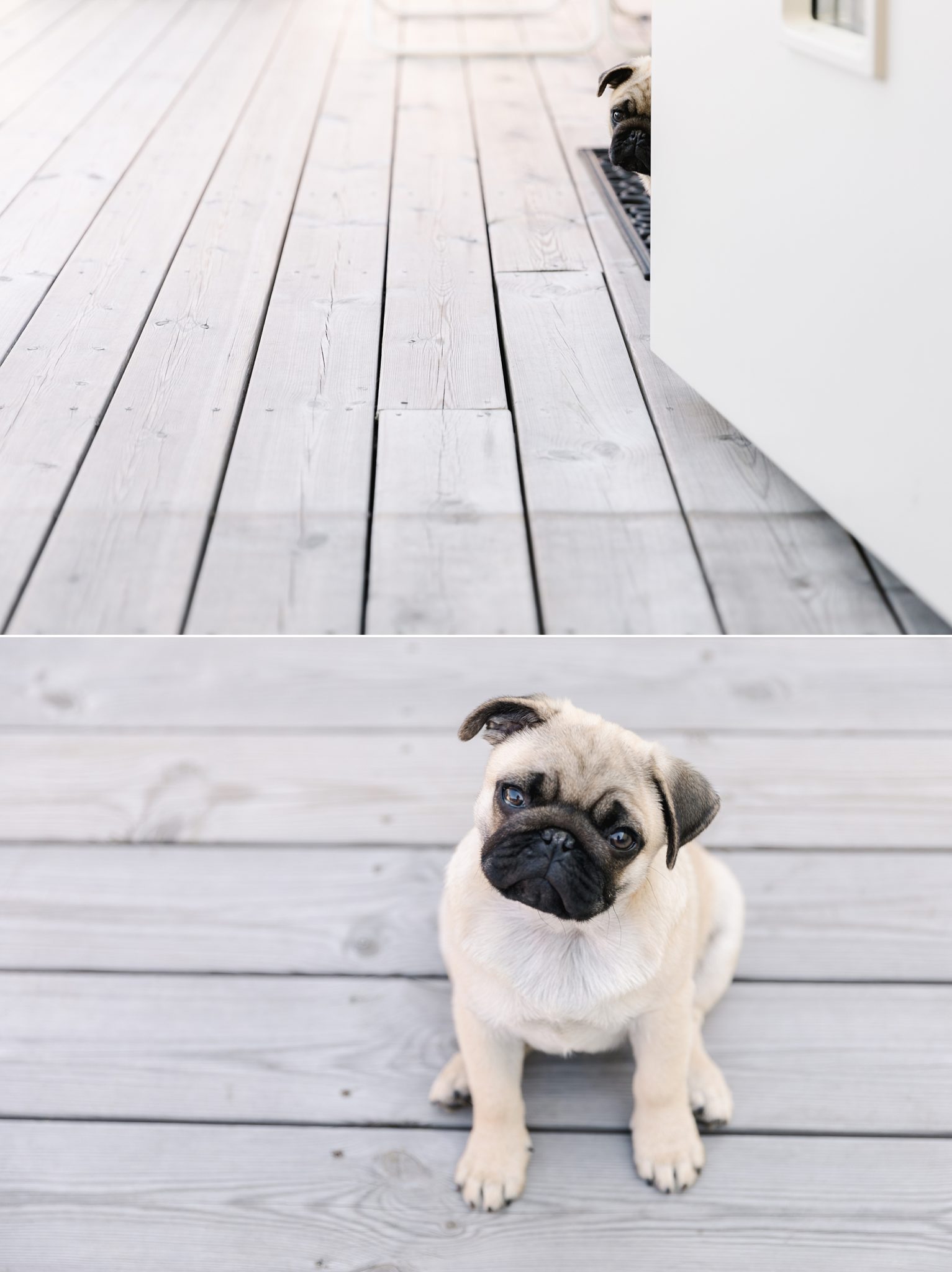 A collage of a cute pug puppy hiding behind a door and sitting