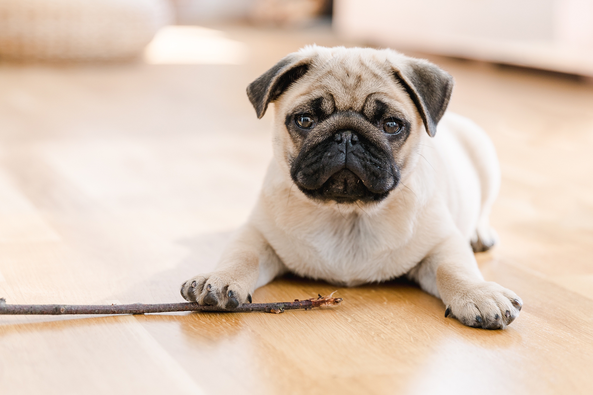 A cute pug puppy lying on the floor with a stick