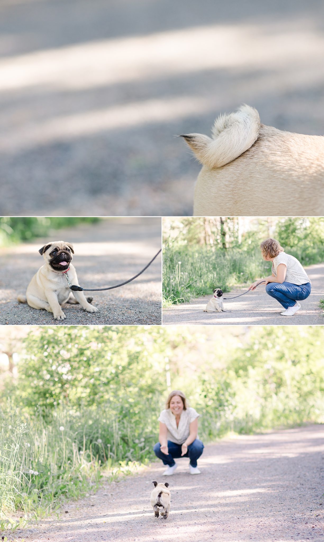 A collage of cute photos of a pug puppy