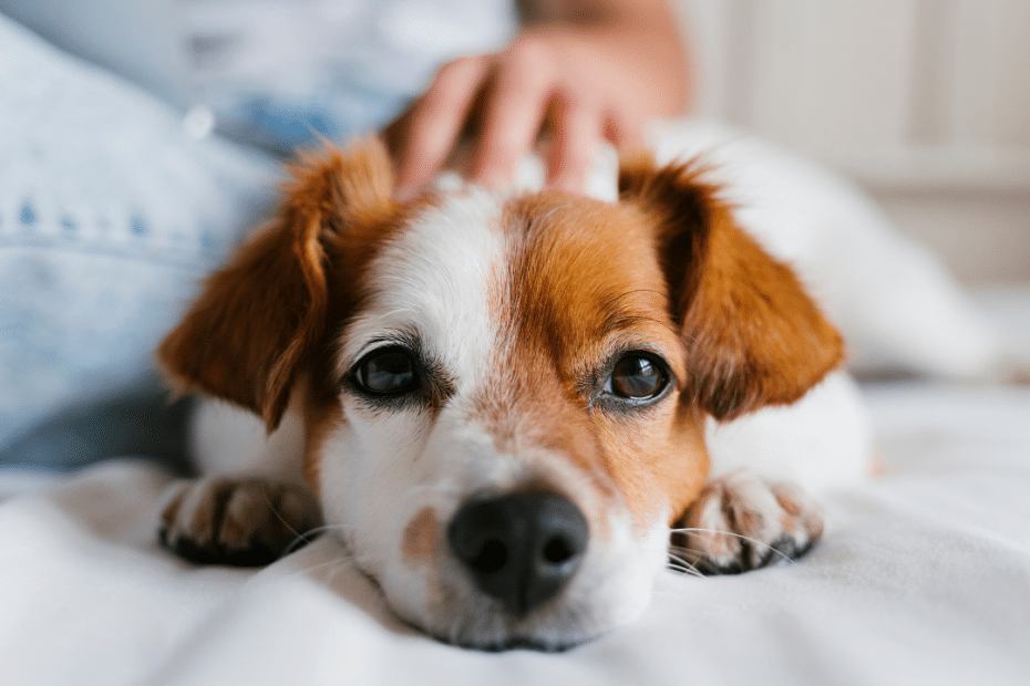 The Death of a Beloved Pet and How Online Counseling Can Help