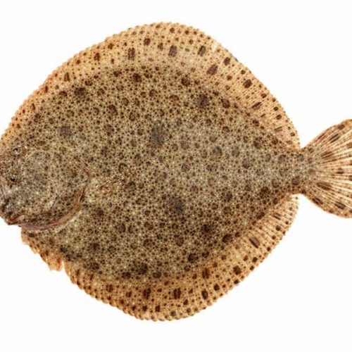 Turbot