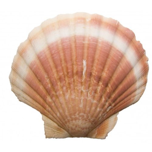 coquilles st jacques vides