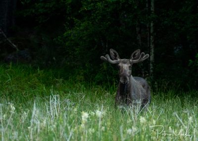 Älg