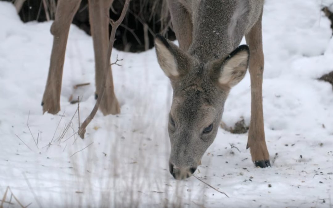 Ny kortfilm i samarbete med Stefan Edman