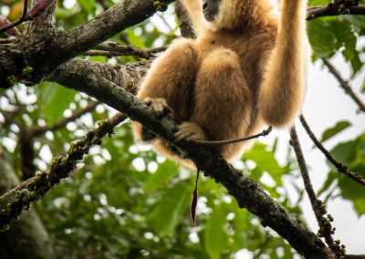 Gibbon