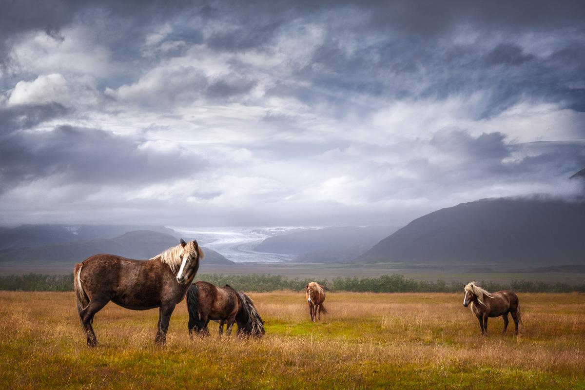 Paarden IJsland