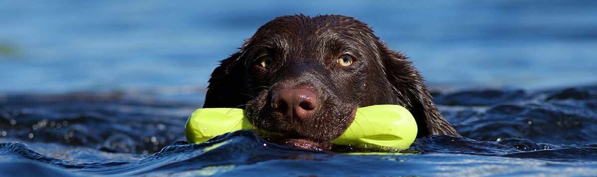 Alles voor uw hond.