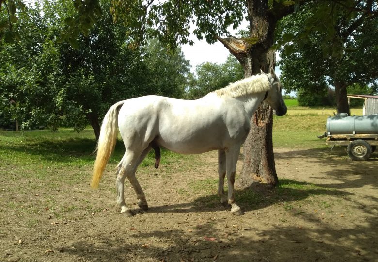 Schlauchpflege beim Wallach