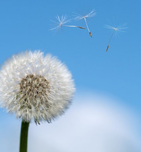 Allergien beim Pferd