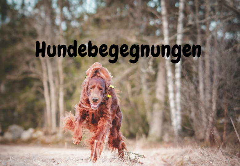 Hundebegegnungen