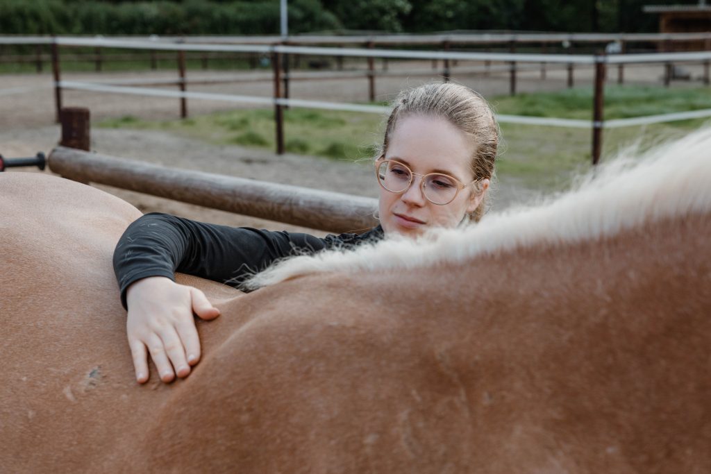 viszerale Pferdeosteopathie bei Haflinger