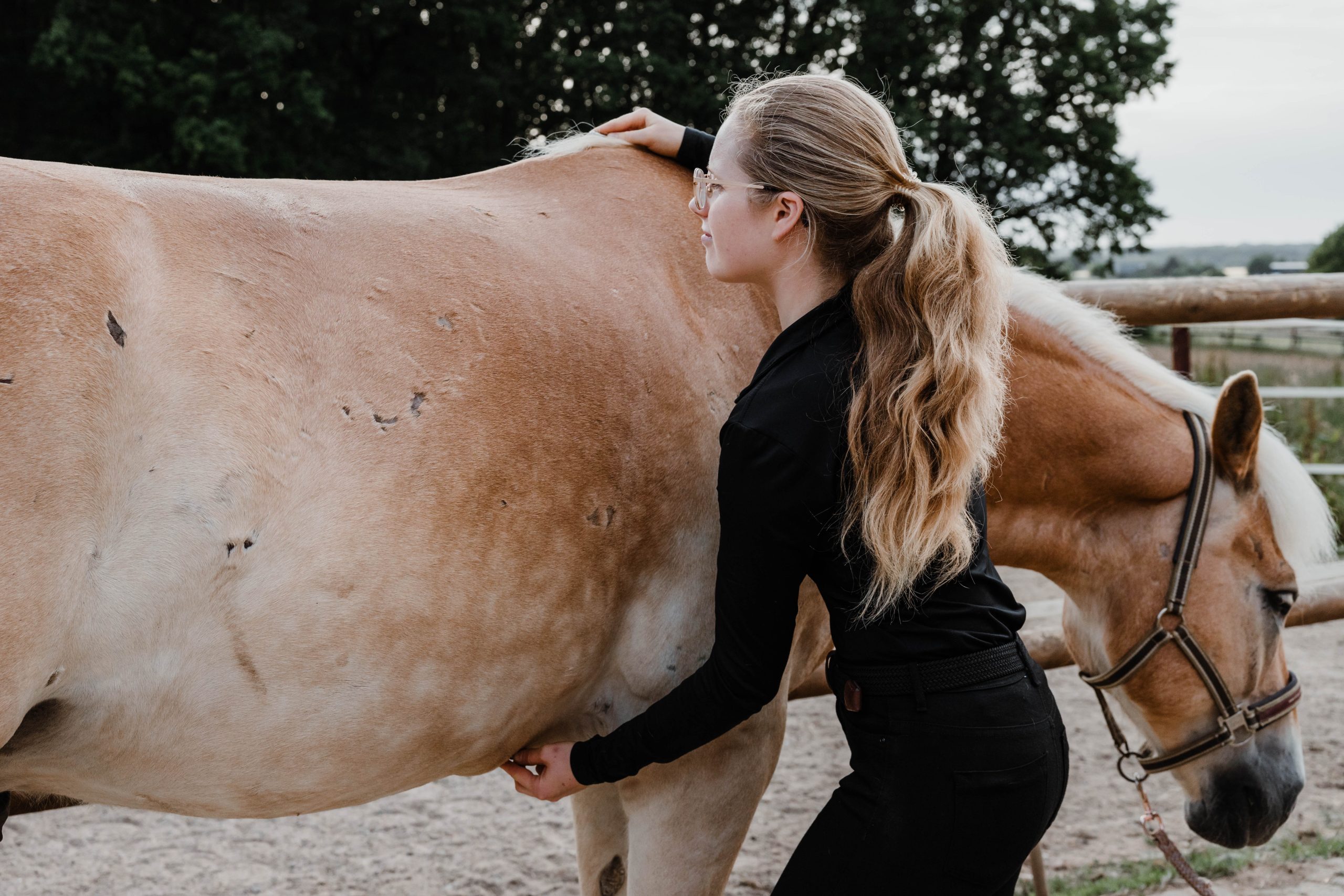 Pferdephysiotherapie und Pferdeosteopathie in Lübeck