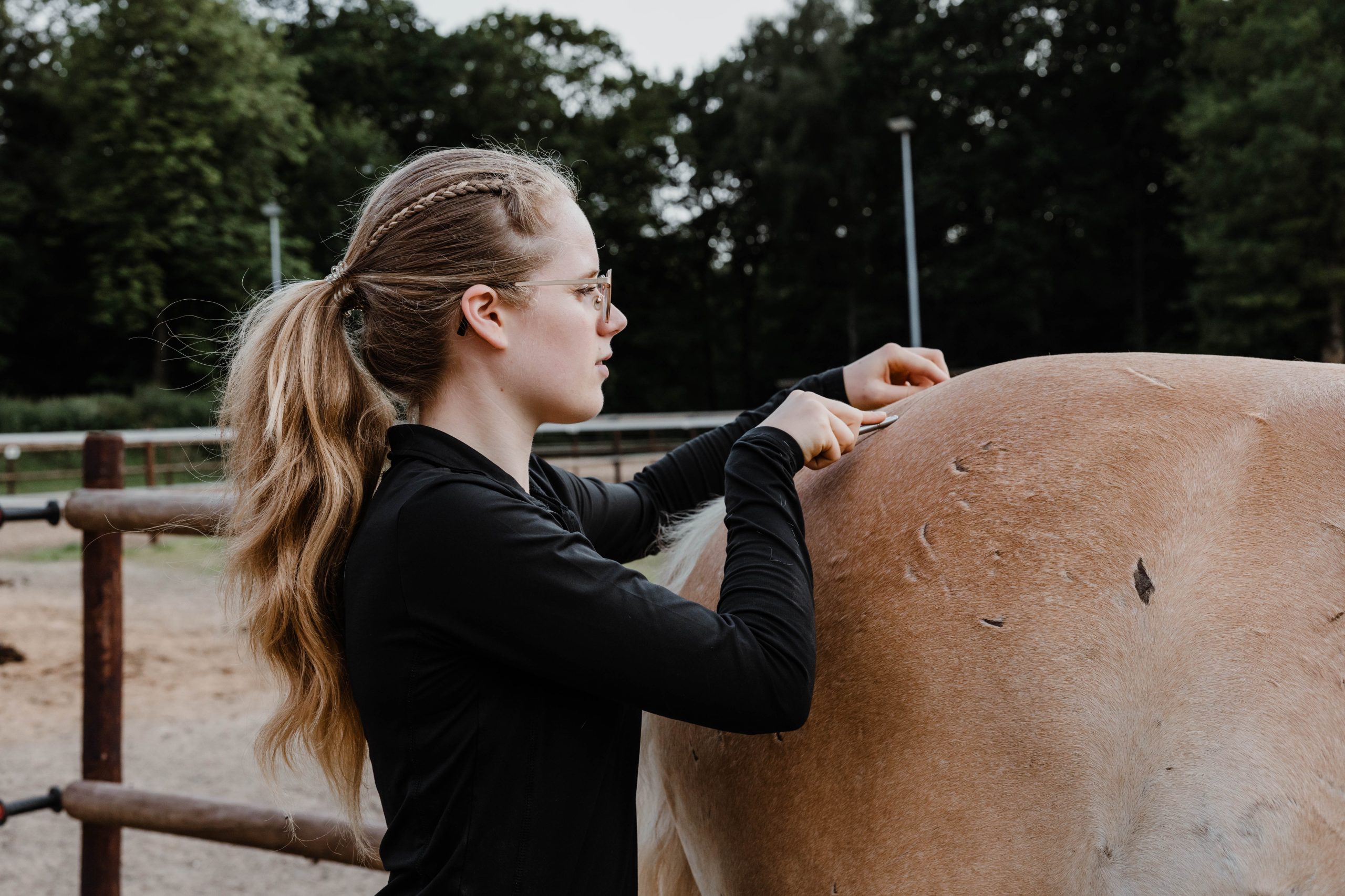 Reflektorisches Aufwölben der Wirbelsäule bei Haflinger in physiotherapeutischer Behandlung