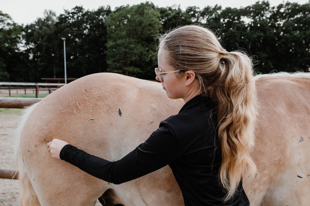 Befundung und Mobilisation eines Pferdes in physiotherapeutischer und osteopathischer Behandlung 