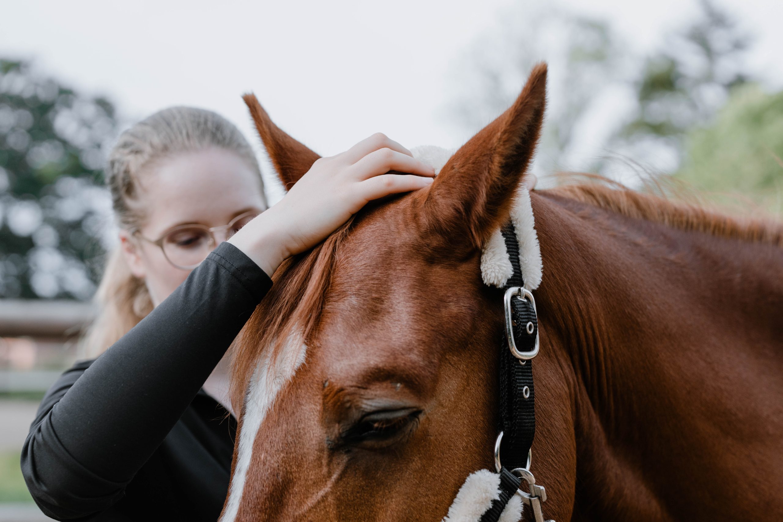 Craniosacrale Behandlung beim Pferd von Sina Sievers