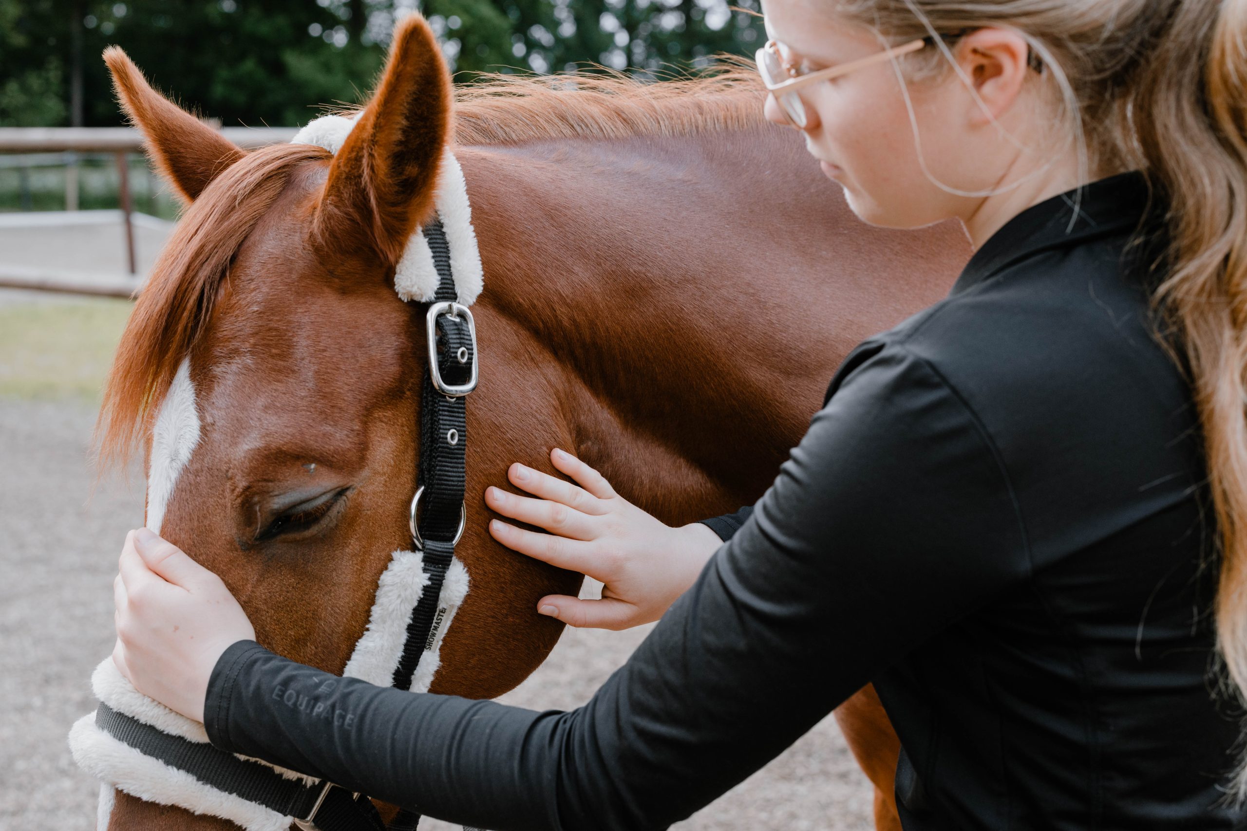 Sanfte physiotherapeutische Griffe am Pferdekopf