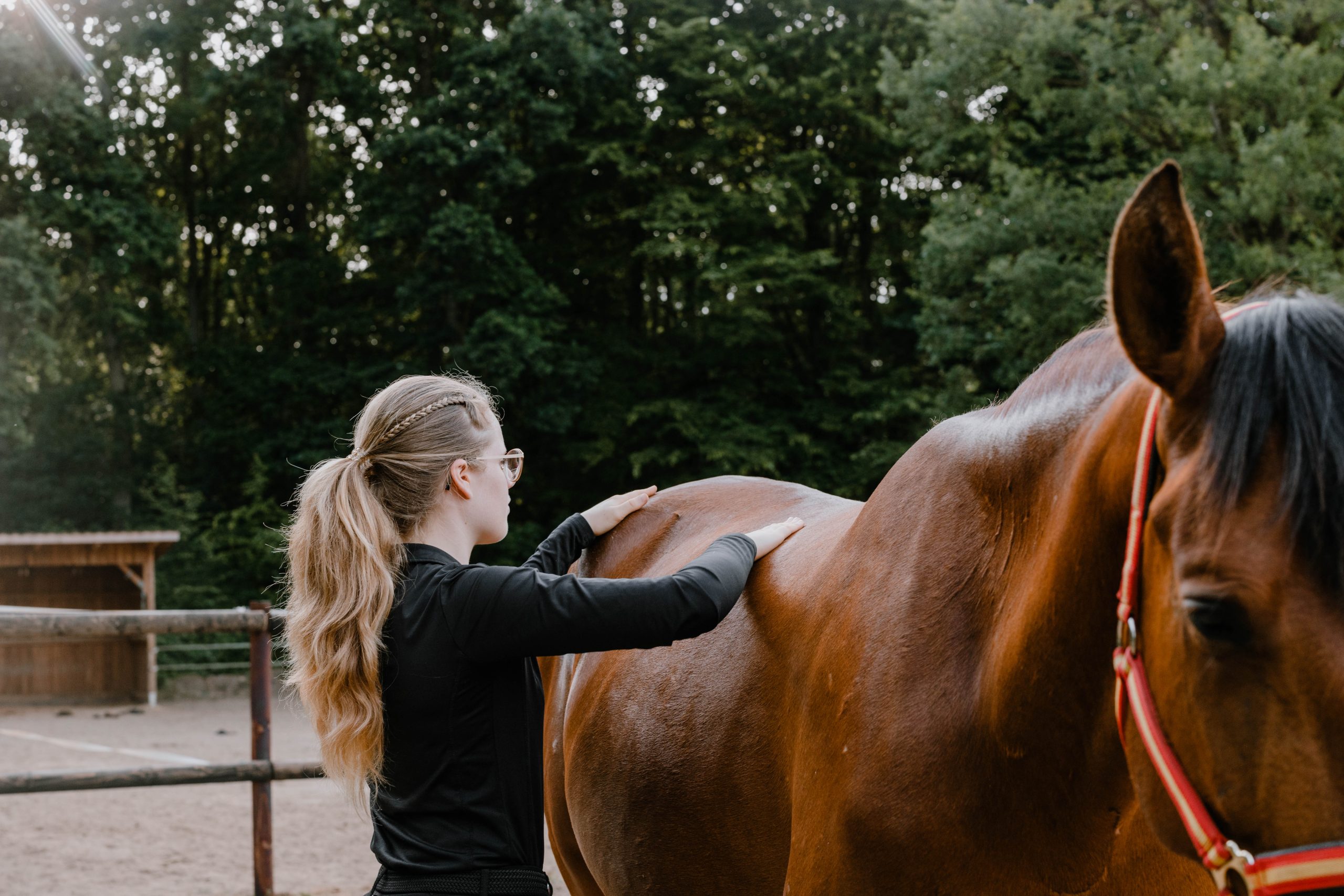 viszerale Osteopathie für Pferde Sina Sievers