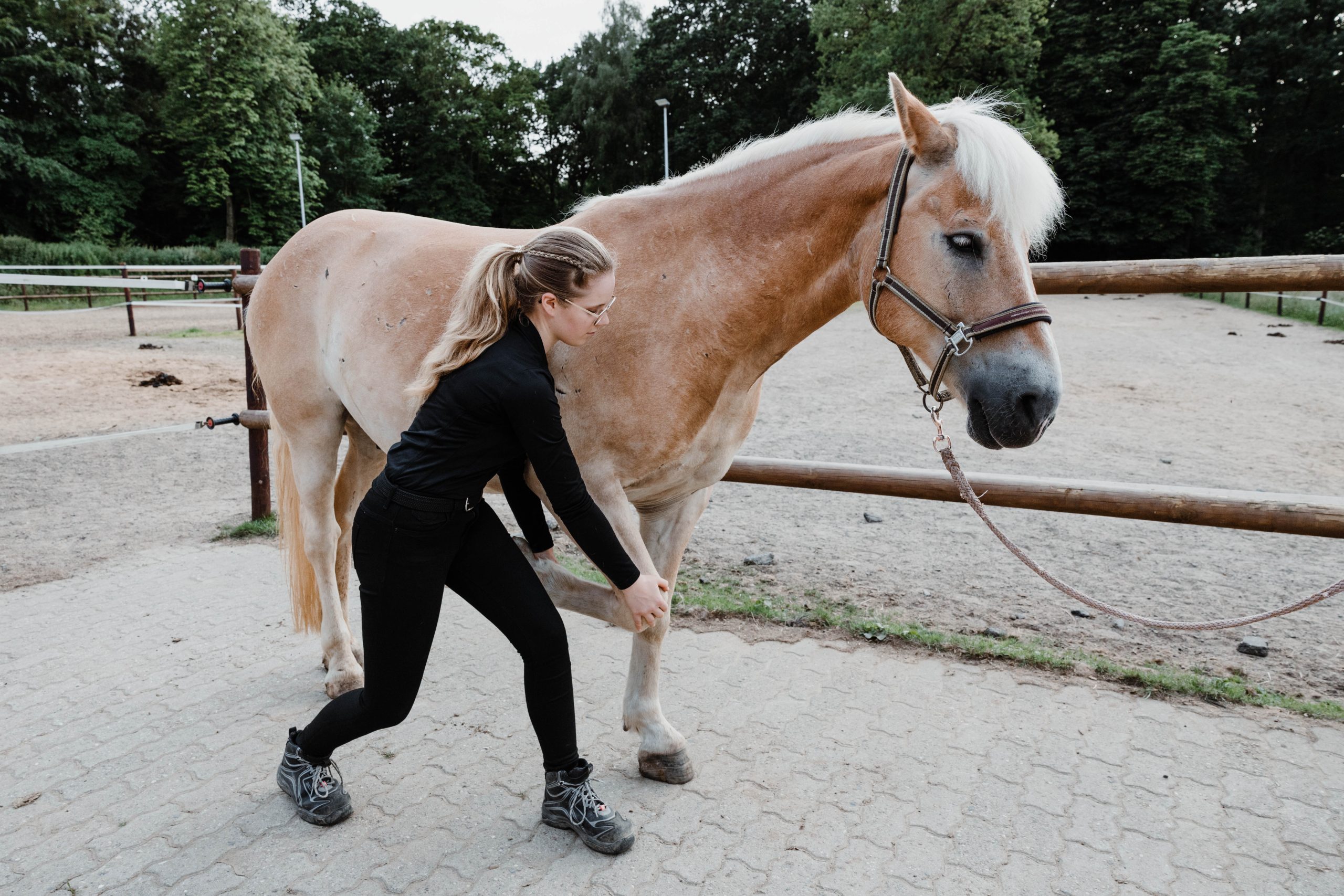 Befundung des Vorderbeins in der Pferdephysiotherapie von Sina Sievers