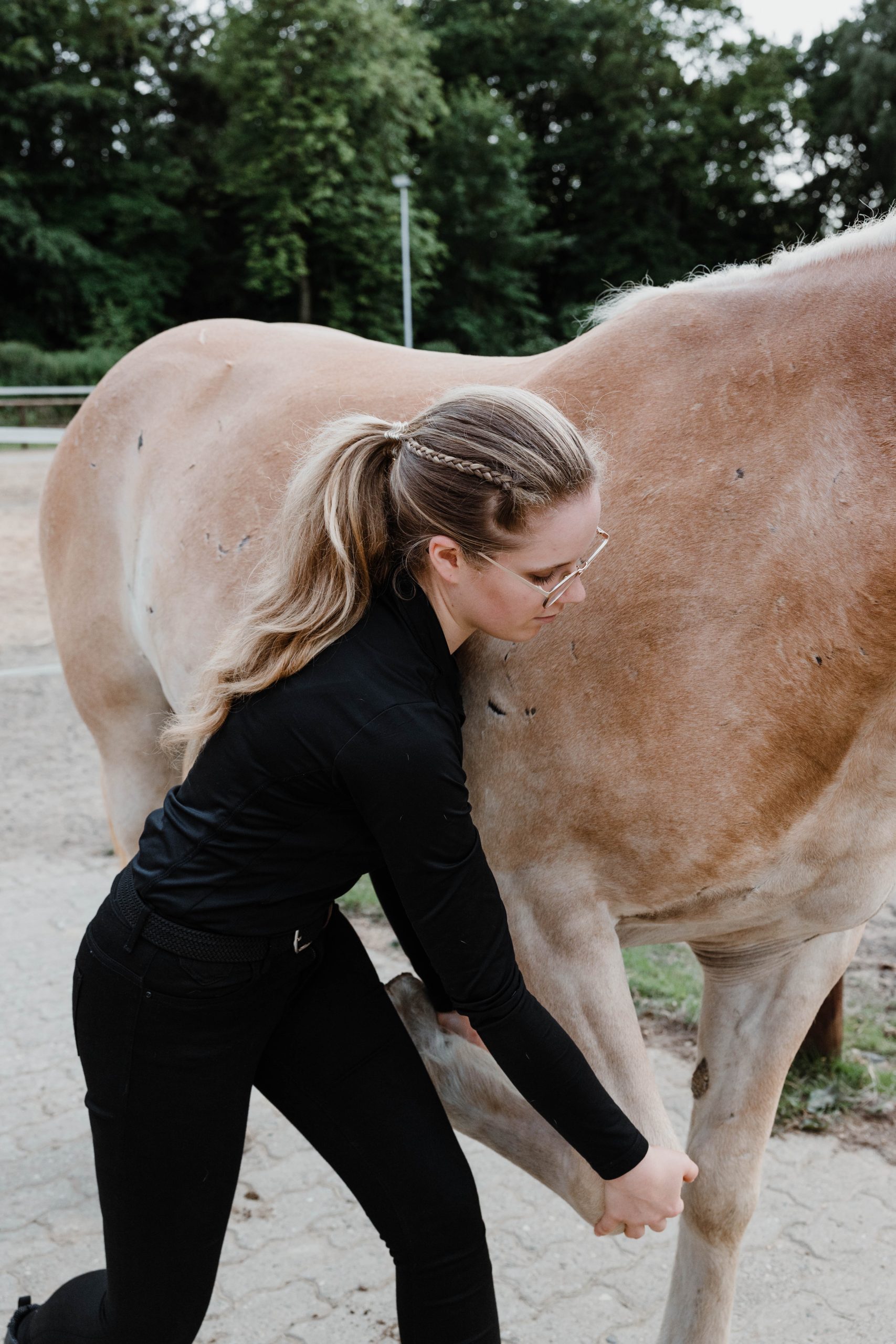 Pferdephysiotherapie Gelenkstestung an der Vordergliedmaße