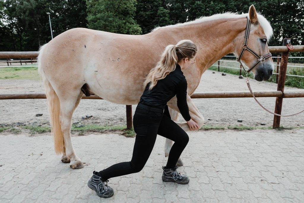 physiotherapeutische und osteopathische Behandlung Pferd Sina Sievers 