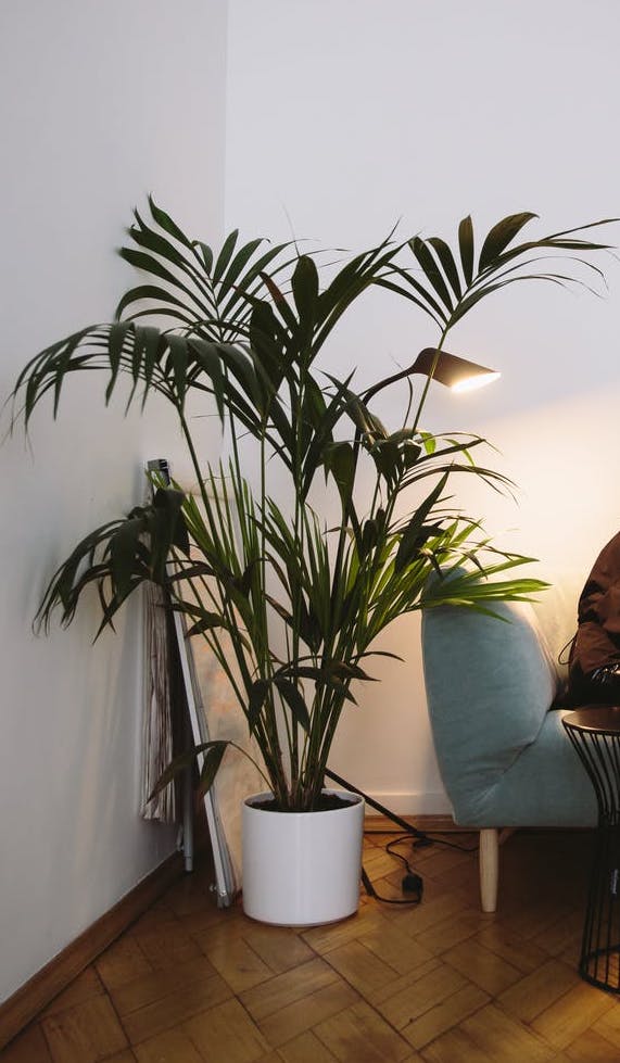 8 Zimmerpflanzen, die mit wenig Licht auskommen Pflanzensuchti