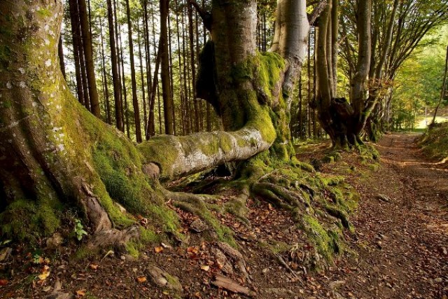 Tarif Forêt SAS P. FORESTIER