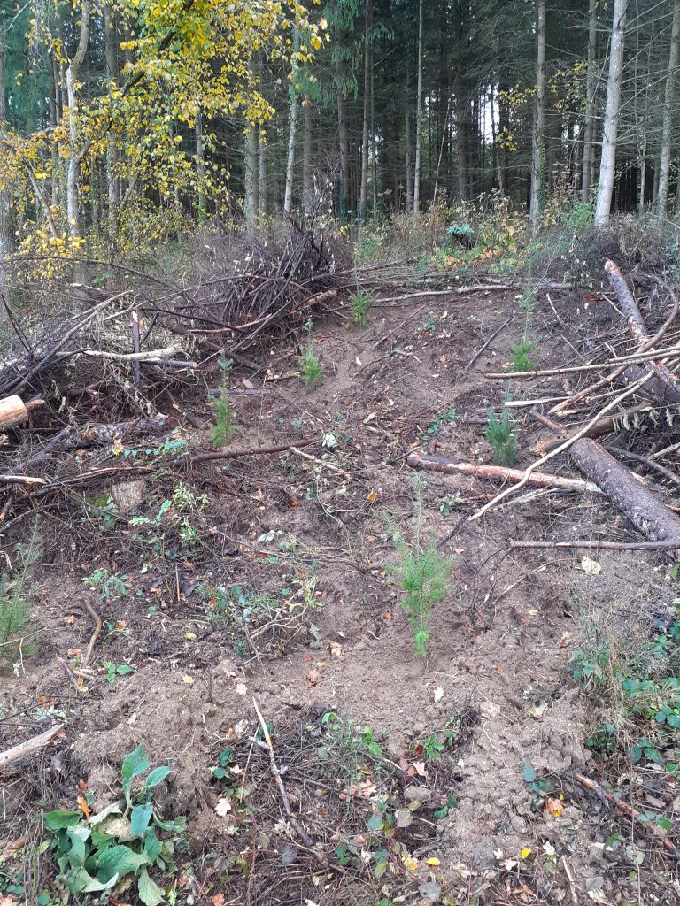 SAS-P.-FORESTIER-Forêt-Parc-Jardin-Habitat Plantation