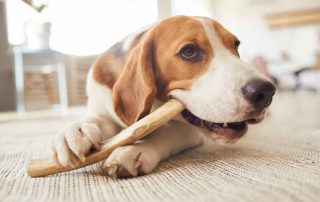 PfotenImBiss Foto Hund mit Kauartikel