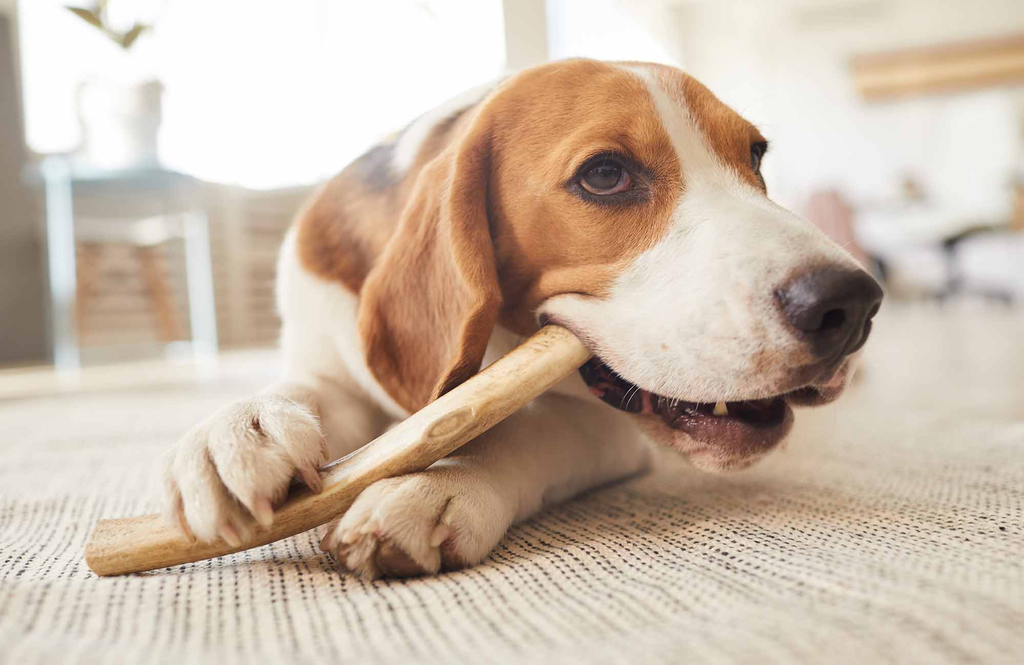 PfotenImBiss Foto Hund mit Kauartikel