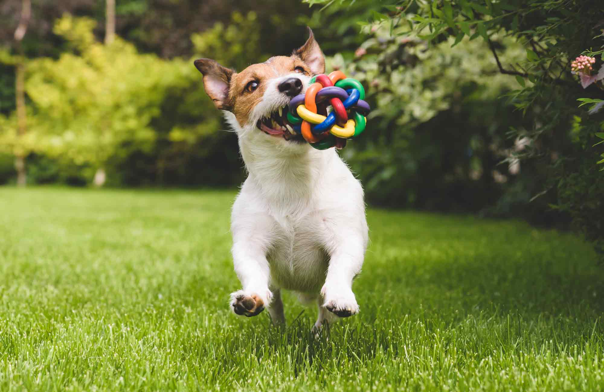 PfotenImBiss Foto Hund mit Spielzeug