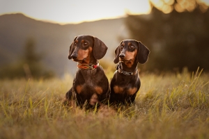 Arya und Hasel