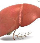 Liver (front) with gallbladder Source: http://www.medicalgraphics.de/