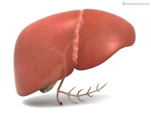 Liver (front) with gallbladder Source: http://www.medicalgraphics.de/